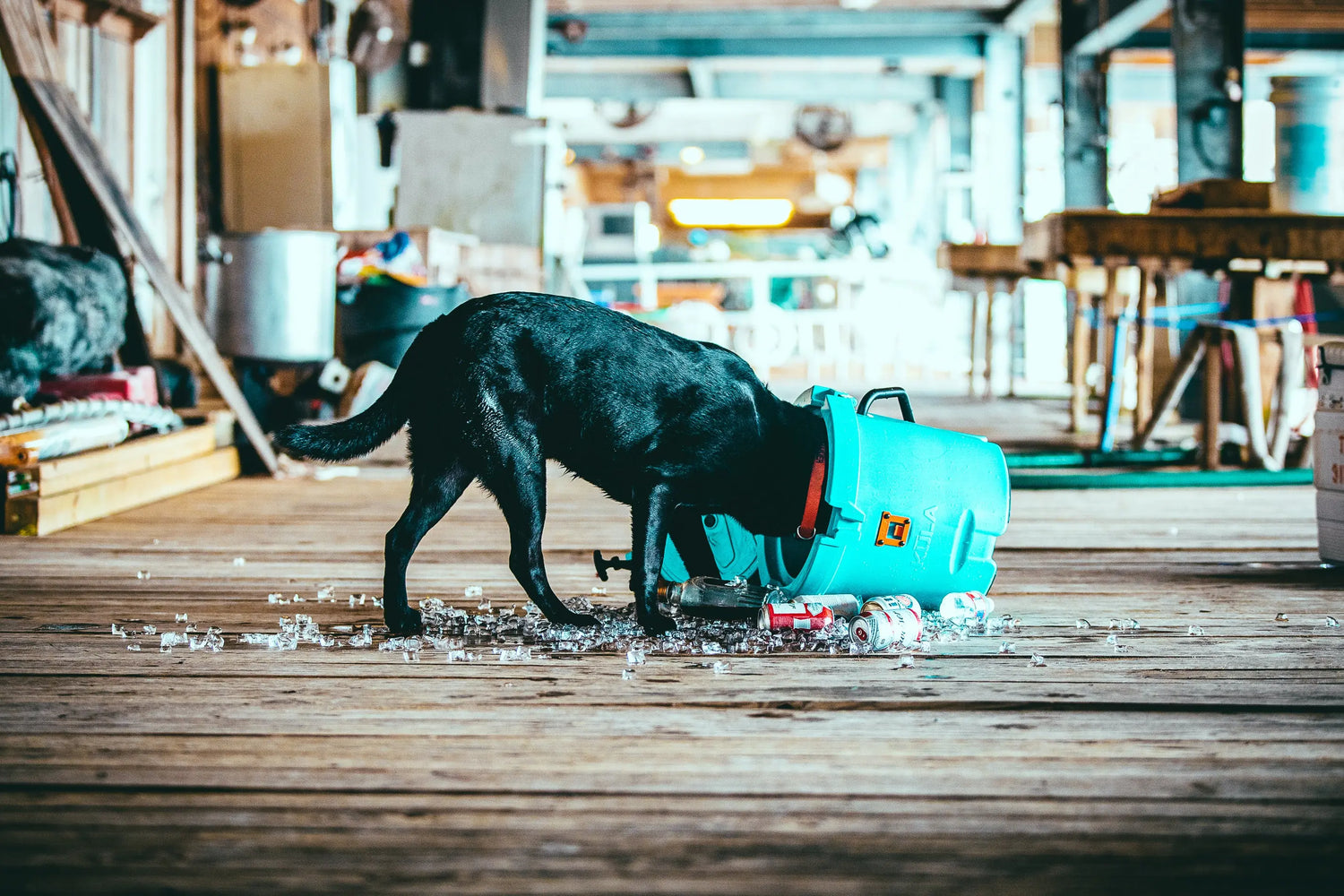 The Ultimate Adventure Companion: BOTE KULA Cooler from Geartopia.co.za geartopia-africa